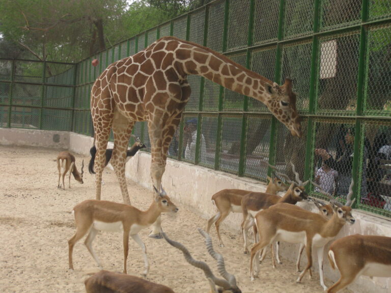 Kuwait Zoo: A Haven for Animal Lovers