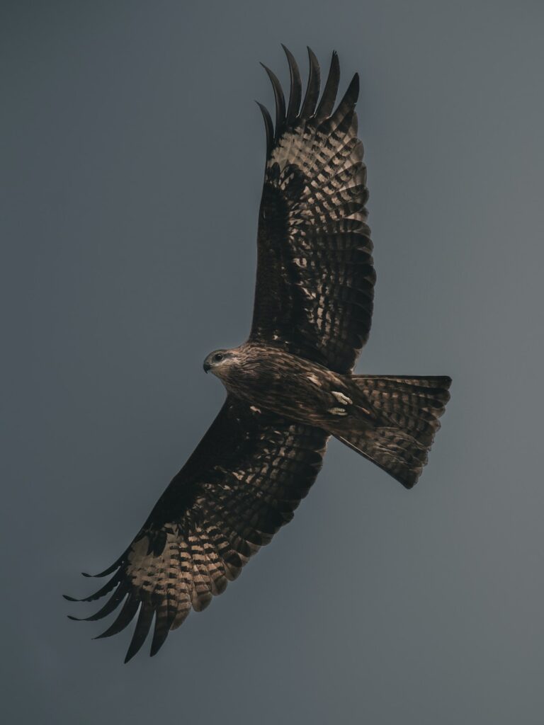 The Rich Tradition of Falconry in Kuwait