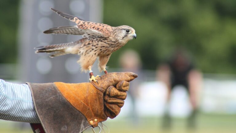 The Ancient Art of Falconry in Saudi Arabia: A Timeless Tradition