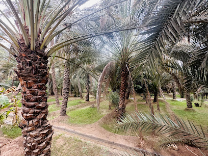 Al Ain Oasis - A serene view of the lush greenery and historic structures within the oasis.