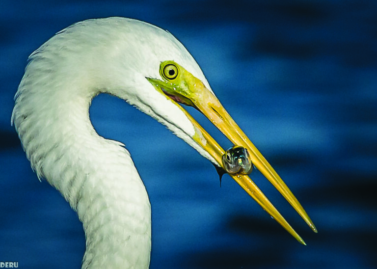 🦜 Oman Birdwatching Bliss: Soar with Feathered Friends in Nature’s Symphony 🌿