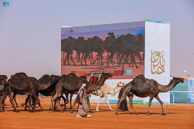 Saudi’s Camel Fest: Biz Oasis Awaits – Explore Opportunities