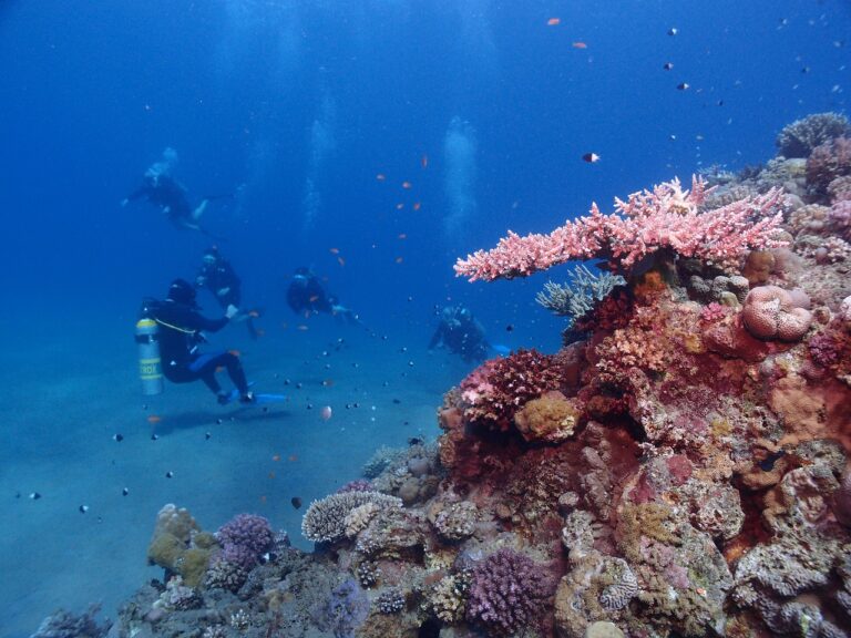 discover snorkeling in the arab gulf