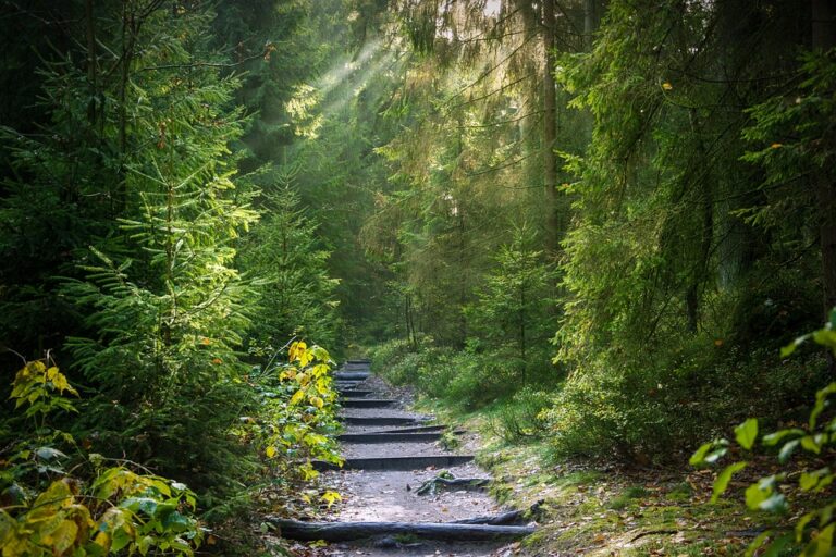 Discover the Hidden Gem of Qatar: Al Maha Forest