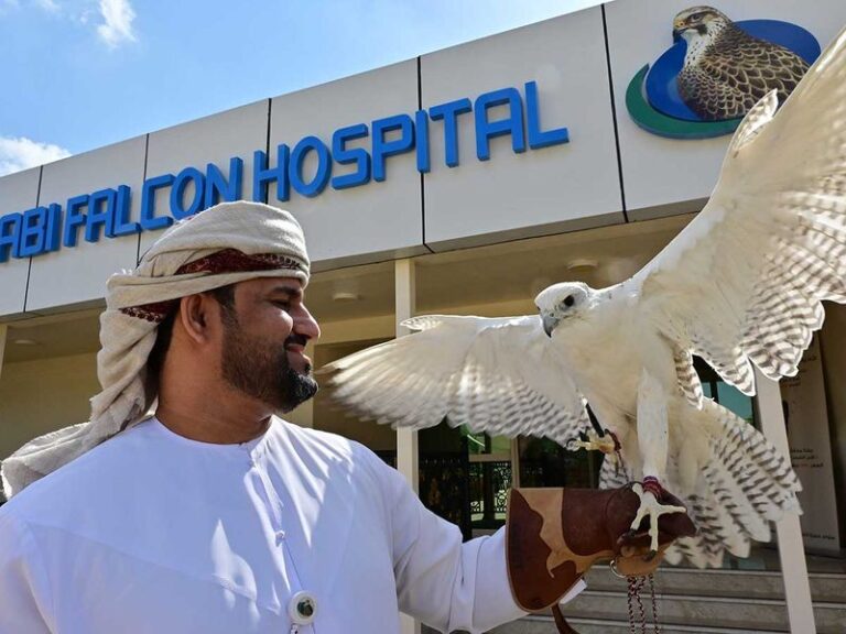 Discover the Majestic World of Falcons at Abu Dhabi Falcon Hospital – UAE