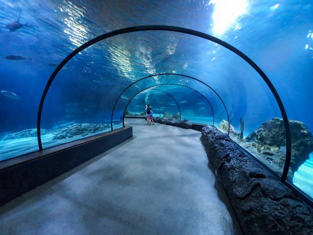 discover the underwater wonders of sharjah aquarium a must visit for tourists