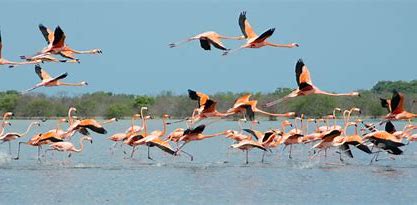 discovering the hidden gem of the uae al zorah nature reserve