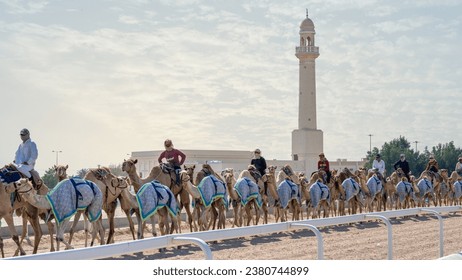 🇶🇦  Al Shahaniya Camel Racetrack: Qatar’s Heart-Pounding Tradition