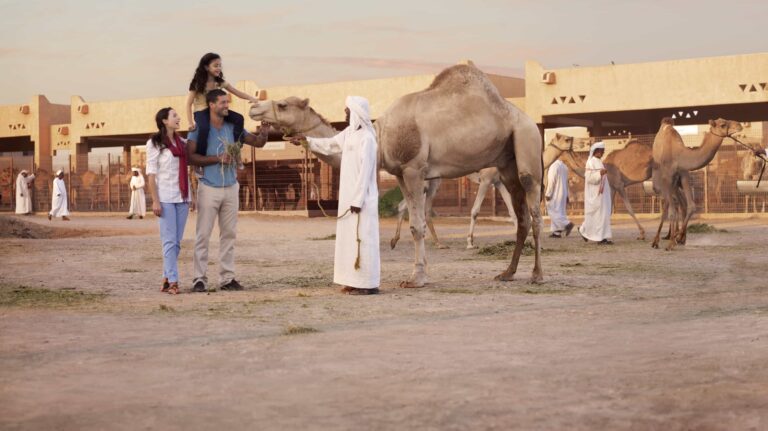 Desert Sands to Bustling Market: Discover Al Ain’s Camel Trading Legacy