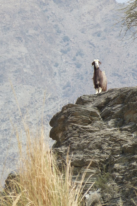 experience the natural beauty omans top wadis for adventure seekers