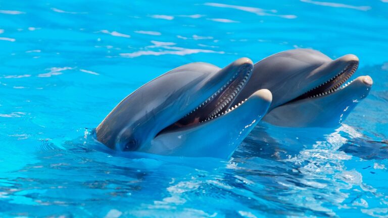 Experience the Thrill of Dubai Dolphin Show at Atlantis The Palm