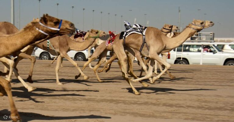 Unbridled Excitement: Camel Racing at Al Sailiya, Qatar