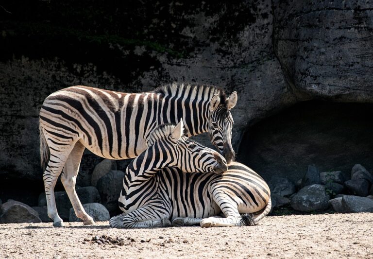 Unleash Your Inner Explorer: Al Dosari Zoo – Adventure Awaits in Qatar’s Wild Side