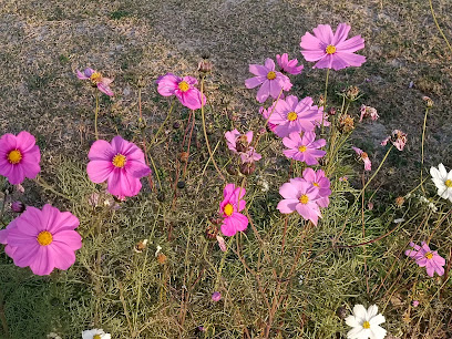 🌳 Sheikh Khalifa Park: Where Nature Meets Art in Abu Dhabi