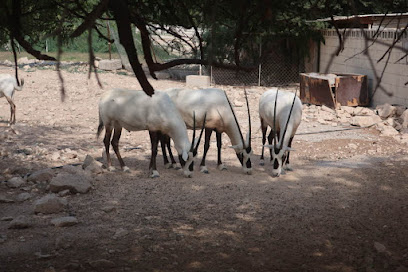 🐪 Discover the Enchanting Al Maha Sanctuary: Qatar’s Hidden Gem for Wildlife Enthusiasts