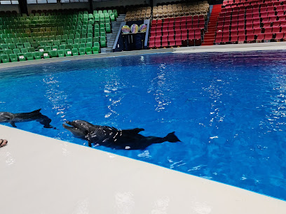 🇦🇪 Dubai Dolphinarium: Dive Into Delight