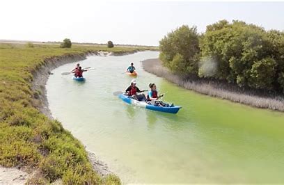 exploring al thakira mangroves in qatar a prime destination for eco tourism and adventure