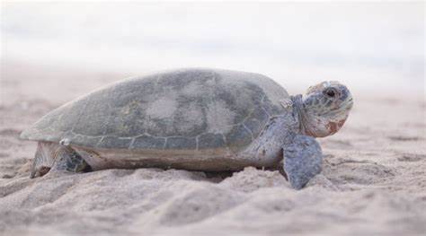 Ras Al Jinz Turtle Reserve: A Must-Visit Destination in Oman