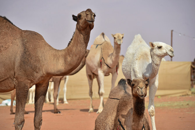 More Than Races: Discover the Cultural Tapestry of Riyadh’s Camel Festival