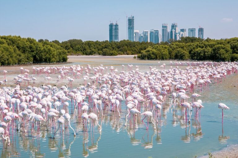 Exploring the Natural Beauty of Ras Al Khor Wildlife Sanctuary in Dubai: A Must Visit for Tourists