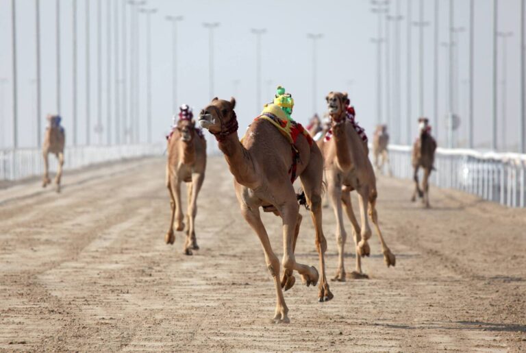 Desert Delights: Experience the Thrill of Camel Racing at Al Shahaniya