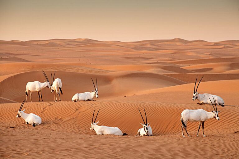 Family Fun in the Dunes: Al Marmoom Reserve – Your Gateway to Adventure & Wildlife Encounters