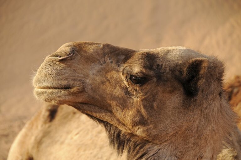 immerse yourself in tradition touring the king abdulaziz camel festival in riyadh saudi arabia