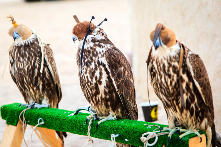 qatars falconry festival a celebration of tradition