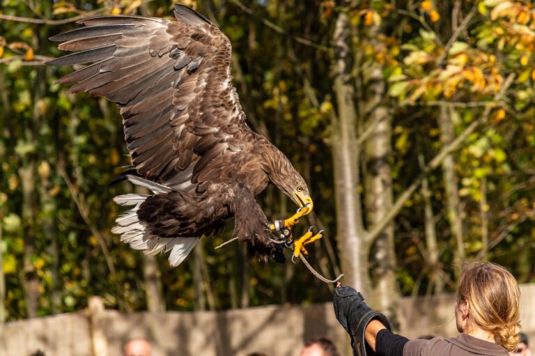 the ancient art of arabian gulf falconry a time honored tradition