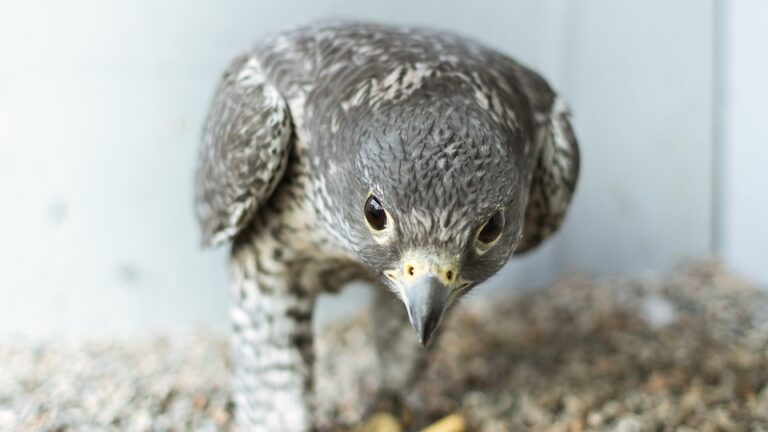 the art of falconry a timeless tradition in the uae