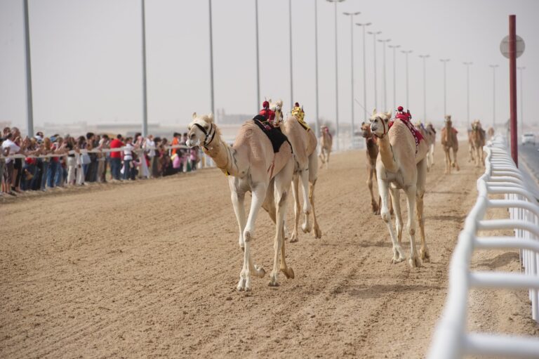 the ultimate guide to al shahaniya camel racetrack a must see spot for tourists in qatar 1