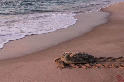 🇴🇲 Turtle Beach Oman: Nature’s Oasis for Business Inspiration