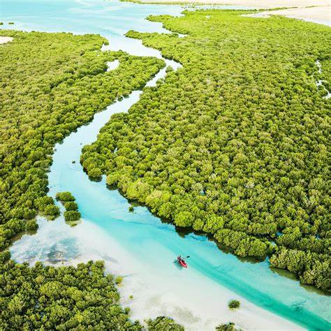 Beyond Doha: Unveiling Al Thakira’s Mangrove Enchantment