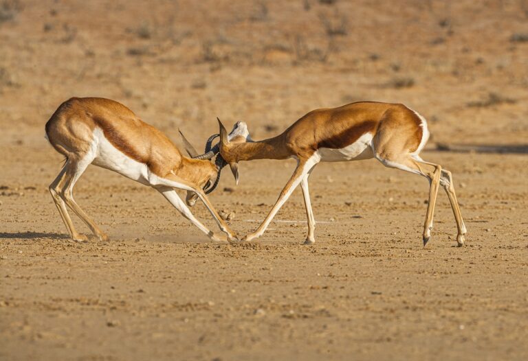 unforgettable adventures exploring the wonders of desert safari in qatar