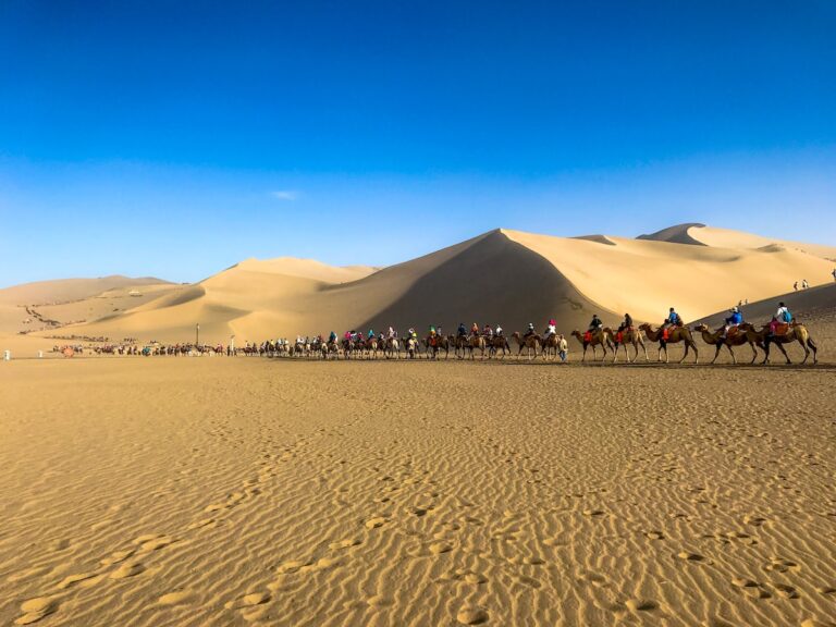 Unforgettable Experiences: Camel Riding in Qatar